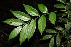 Dysoxylum binectariferum
